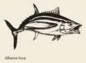 Albacore Tuna
