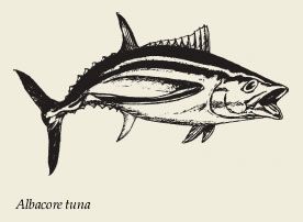 Albacore Tuna