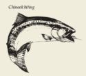 Chinook Biting