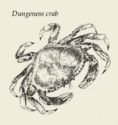 Dungeness Crab