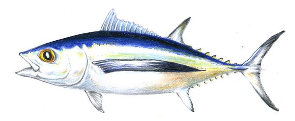 Albacore tuna illustration